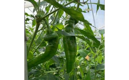 京野菜おかずソース ギフト3個専用BOX入り （ 万願寺とうがらしのぺぺろんちーの 2個 / 万願寺とうがらしのじぇのべーぜ 1個 ）【 京野菜 おかず ソース 万願寺 万願寺とうがらし ペペロンチーノ ジェノベーゼ パスタ 手みやげ お返し 内祝い お中元 お歳暮 プレゼント 詰め合わせ 贈答 贈り物 ギフト 京野 綾部 】