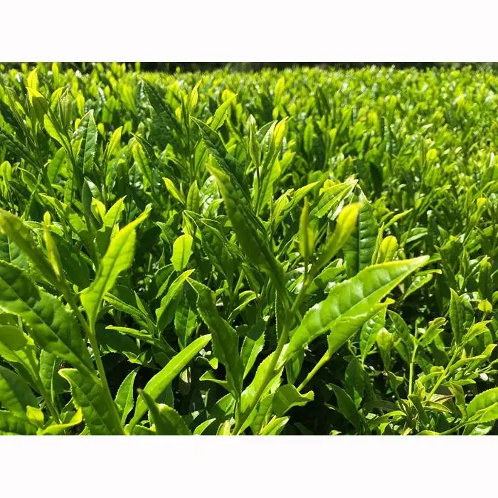 ラベンダーアールグレイ京番茶プレミアムボトルティー明薫セット