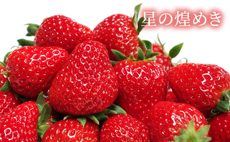 先行予約 いちご 1箱 （約300g～350g） 佐賀県産 イチゴ 苺 果物 フルーツ デザート ※配送不可:北海道 