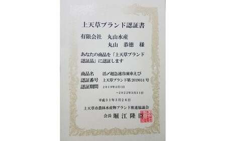 活き〆超急速冷凍車えび 250g（約8～11尾） 車海老 車えび 車エビ 海老 えび エビ 刺身 刺し身 真空パック 海鮮 冷凍 熊本県 上天草市【2025年10月下旬より順次発送予定】