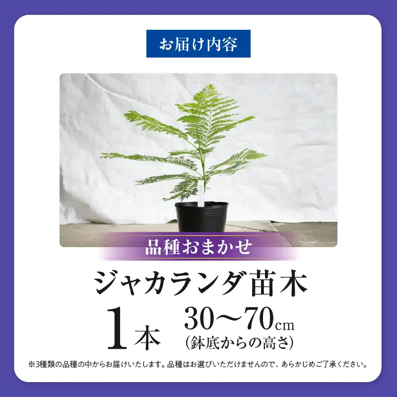 ≪世界三大花木≫ ジャカランダ 苗木 1本 30cm～70cm_C140-25