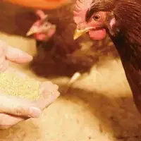 大切な人に食べてほしい卵 10個入×4パック【冷蔵配送】 / 田辺市 卵 たまご 鶏卵 平飼い お取り寄せ 卵かけごはん 和歌山県 【kag001】