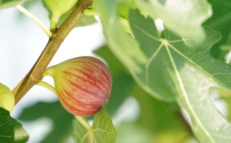 いちじくジェラート 8個 