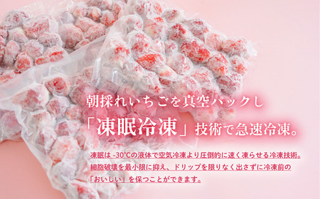 いちご 冷凍 訳あり 2.5kg いちご
