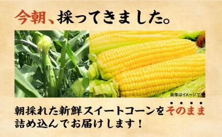 【先行予約】としちゃんのスイートコーン 約4kg 11-13本 [VBH001] スイートコーン