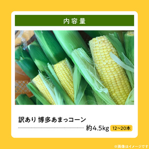 【ふくおかエコ農産物認証】【訳あり】農家直送！SDGs米糠堆肥で作った博多あまっコーンご家庭用カット品 4.5キロ以上（12～20本）【2026年6月より順次出荷】_【ふくおかｴｺ農産物認証】農家直送！SDGs米糠堆肥で作るﾒﾛﾝより甘い博多あまっｺｰﾝ 〔Gv046〕