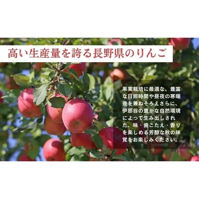 りんご 長野 贈答用 リンゴ 秋映 約4.5kg（16?18玉） 産地直送 ギフト プレゼント 贈答 贈答品 贈り物 フルーツ 果物 デザート あきばえ 秋 旬 信州 長野県 長野県産