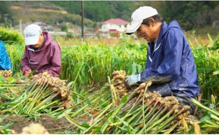 【生姜一筋70年】生姜老舗問屋 黄金しょうが2kg 高知県 香南市 坂田信夫商店 Xnb-0007