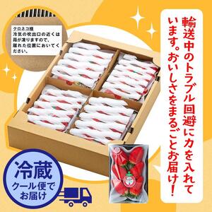章姫（あきひめ）いちご 4P（250g×4）「末利華（まつりか）」|いちご