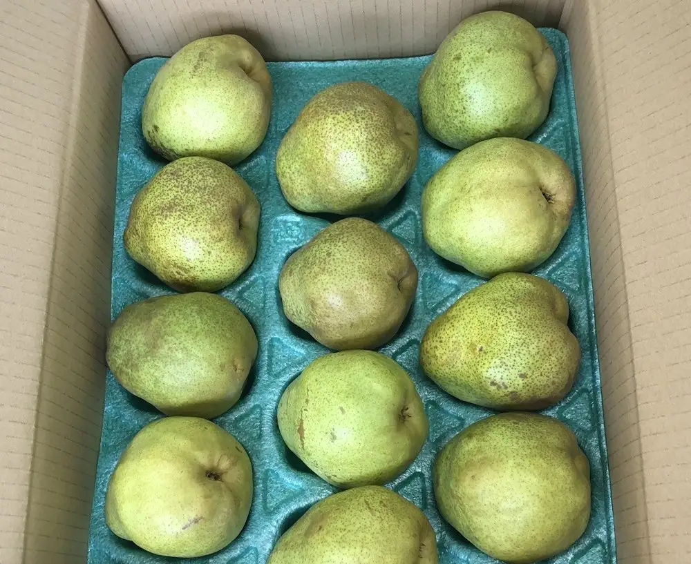 西洋梨（ラ・フランス）３ｋｇ　ご家庭用　0102-2604