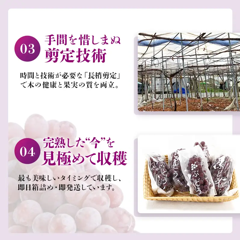 【2026年先行予約】数量限定 デラウェア2kg（10房前後）6月下旬～7月下旬発送｜特選 期間限定 ぶどう 葡萄 フルーツ 果物 くだもの 人気  贈答用 ギフト 先行予約 種なし 旬 新鮮 家庭用 プレゼント 送料無料  贅沢 甘い