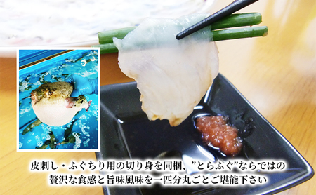 【千葉県産】天然とらふぐ1匹盛り合わせ　刺盛り・ちり鍋・唐揚げセット 魚貝類 フグ 