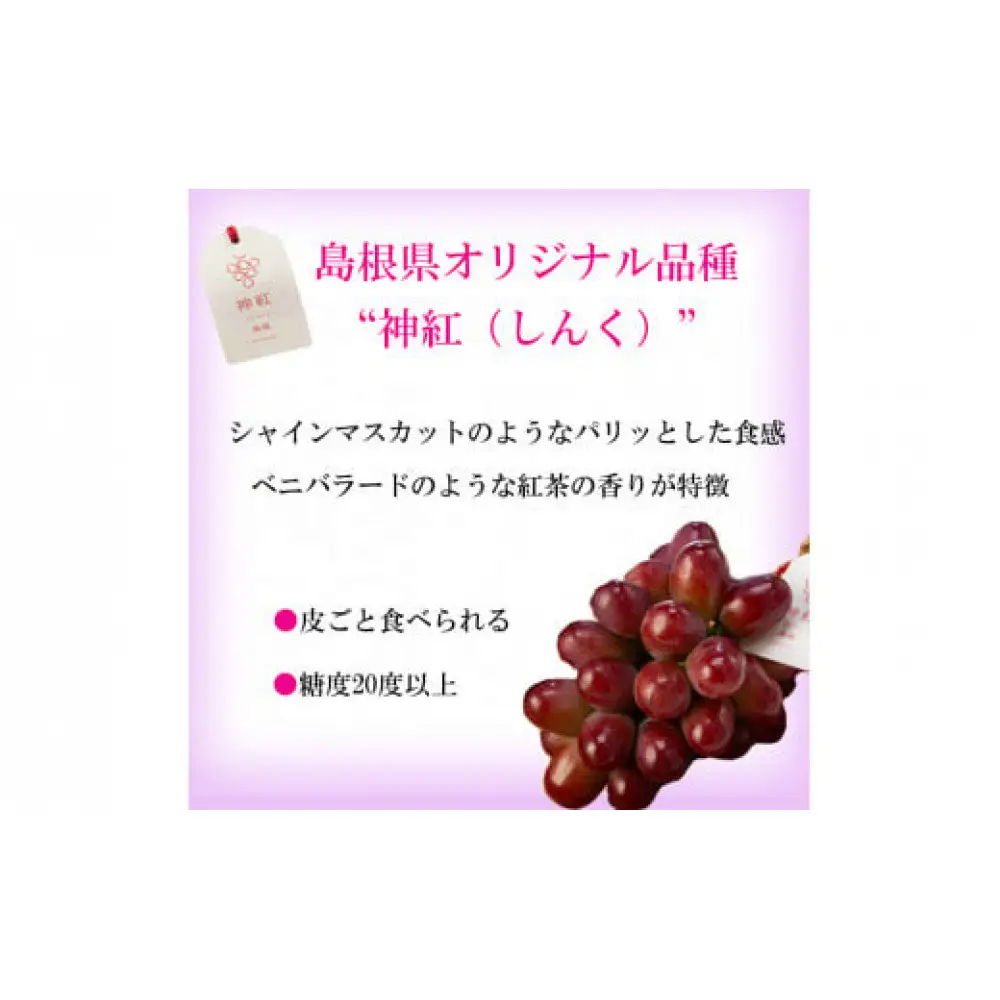 島根県オリジナル品種　神紅1房（500ｇ見当） 甘い 美味しい 新鮮  ぶどう フルーツ 果物 出雲市産