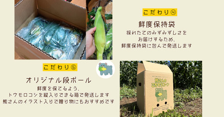 【 冷蔵 クール 】 朝採り トウモロコシ 熊さんのごちそうコーン 20本 ～ 22本 品種 ゴールドラッシュ 合同会社TAMAI WINE　配送先は本州限定 2026年7月下旬頃から2026年8月下旬頃までお申込み順に発送予定まで順次発送予定 令和8年度収穫分 信州 野菜 とうもろこし コーン 長野 予約 農家直送 長野県 飯綱町 [1787]