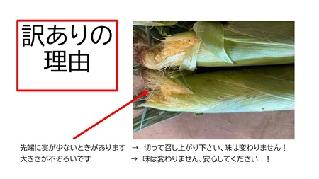 訳あり 北海道 歩味（あゆみ）バイカラーコーン 11～12本入り とうもろこし トウモロコシ 数量限定 期間限定 甘い 朝採れ