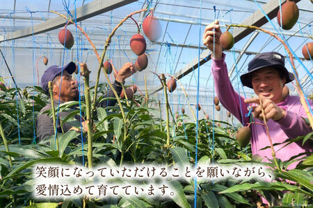 訳あり マンゴー 家庭用 2L 2玉 【2026年夏発送】[452061563]
