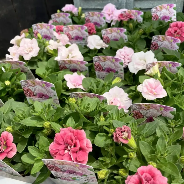 【季節の寄植えリース】クールセレクト＊花工房すなが＊ No.148