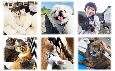 【返礼品なし】【犬猫等愛護活動 犬と猫と人にとって住みよい社会づくりを応援】宮崎県 高原町 特定非営利活動法人 咲桃虎(さくもんと)　 TF3034-P00056