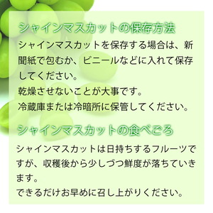 ＜ 先行予約 ＞ ぶどう シャインマスカット 特秀 1.2kg以上 2房 【2026年10月上旬～11月上旬発送】 農家直送 山形県 朝日町産 山形産 ぶどう ブドウ 葡萄 果物 フルーツ 秋