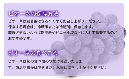 ＜ 先行予約 ＞ ぶどう ピオーネ 2kg 3～4房 特秀 【2026年9月中旬頃～順次発送】 農家直送 山形県 朝日町産 山形産 ブドウ 葡萄 グレープ 果物 フルーツ 秋