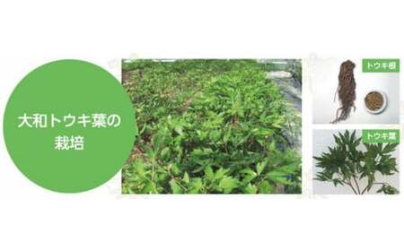 AA-96.【なでしこ気分を高めて】大和当帰　和漢化粧水　150ml