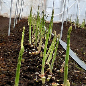 うえの農園の無添加アスパラ茶 2個セット | お茶 ティーパック2.5g×16個 国産 栃木県産 アスパラ アスパラガス　※離島への配送不可