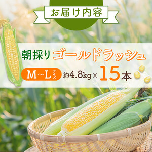 【先行予約】朝採り とうもろこし ゴールドラッシュ 4.8kg (M～Lサイズ×15本)(2026年8月中旬発送) | とうもろこし 北海道 限定_03903