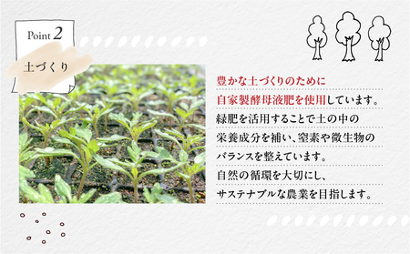 《先行予約》 訳アリ 大玉トマト 麗月 1kg ≪有機JAS認証≫ トマト 【61-17】