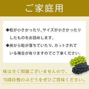 【2026年度_先行予約】【ご家庭用】巨峰（種あり）約2kg〔2026年8月上旬より順次発送〕