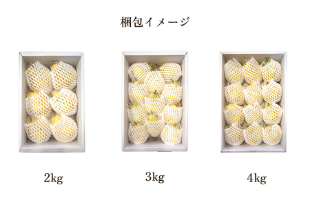 【2026年先行予約】新潟特産 幻の洋梨ル・レクチェ 2kg 《11月下旬から順次発送》 果物 フルーツ ギフト 加茂市産ル・レクチェ ルレクチェ 梨 西洋梨 加茂市 のざきファーム