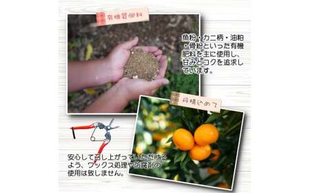 ちっちゃな 有田みかん こつぶみかん 家庭用 10kg （3S～2Sサイズ混合） 光センサー選別 ※2026年11月中旬～2027年1月中旬に順次発送予定 ※北海道・沖縄・離島への配送不可 / 温州みかん みかん 甘い 柑橘 果物 和歌山 【nuk004-s-10B】