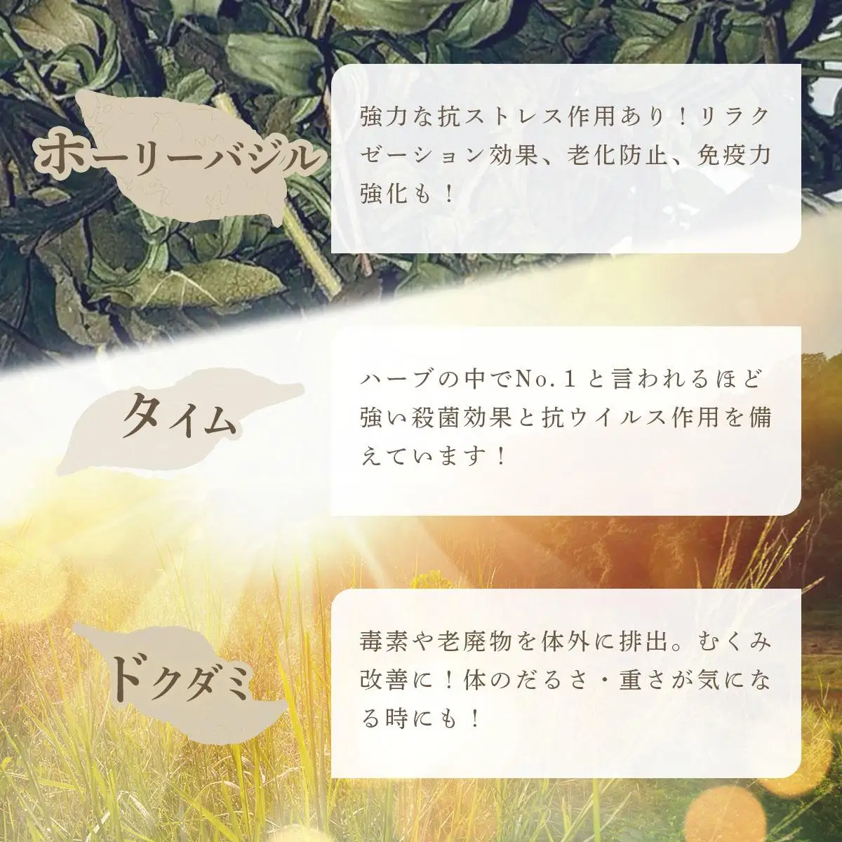 【定期便】森のハーブティーセット(3点合計39g)  ≪2ヶ月に1回 計3回のお届け≫【無農薬・化学肥料不使用】【51102】