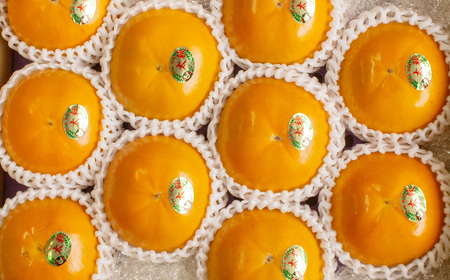 上村農園の 太秋柿 3.5kg (約10～12玉) 【2026年10月下旬～11月下旬まで順次発送予定】