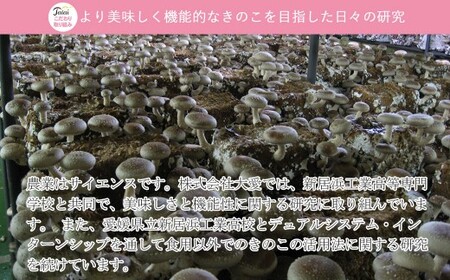 ☆採れたて新鮮定期便（１kg×５ヵ月）☆ 厳選！！新居浜産菌床生しいたけ １kgを毎月お届け！！（合計５回）