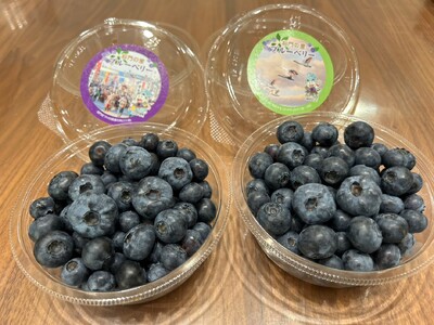 茨城県坂東市産 朝摘み完熟 採れたて生ブルーベリー 約500g No.721