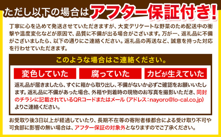 「なよろホワイト」 8.5kg 以上20～22本 とうもろこし 