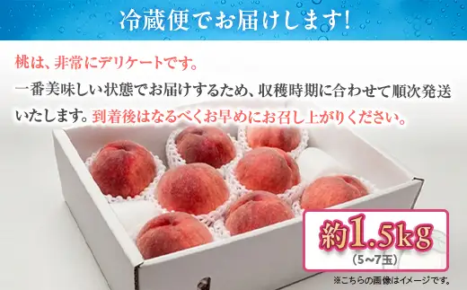 白桃 約1.5kg（5～7玉）和歌山県産 厳選 化粧箱入り ｜ 白鳳・清水白桃・川中島・もも・はくとう【化粧箱入り】