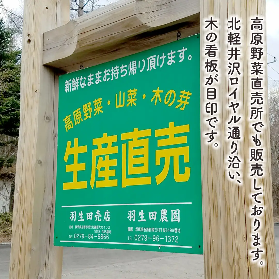 【ふるなびWEEK対象】【7月中旬発送開始】訳あり まぼろしの419キャベツ 4玉 きゃべつ 嬬恋村産キャベツ 羽生田売店 幻のキャベツ419 産地直送 期間限定 人気 朝採り 通販 お取り寄せ 関東 群馬 出荷時期限定 ZIP! 先行予約 [AL006tu] 