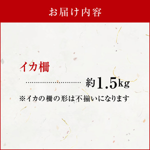 沖永良部島 イカ の 王様 ！ ソデイカ 1.5kg C010-024 魚介類 冷凍 烏賊
