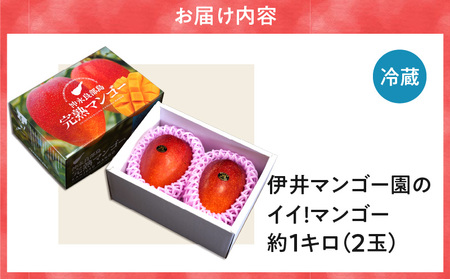 【 2026年 先行予約 】 伊井マンゴー園 のイイ！ マンゴー 約1キロ （ 2玉 ） C026-002 果物 フルーツ