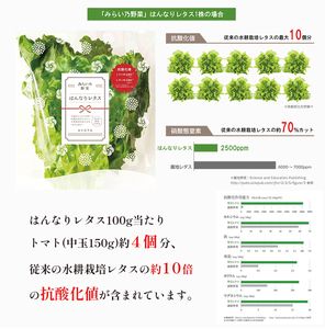 【 定期便４回 】 みらい乃野菜 はんなりレタス 12袋（720g）×4回 ： レタス 水耕栽培レタス
