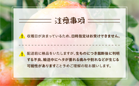 【2026年10月～発送】大容量 トマト 6kg 訳あり トマト ポットファクトリー