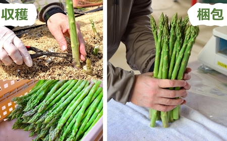 【数量・期間限定】やたらうんめぇ アスパラガス 1kg M～2Lサイズ混合 水田環境鑑定士在籍[Y0014]