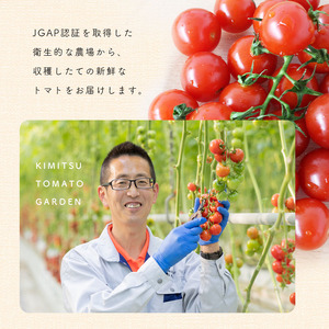 【6月発送】 高糖度 ミニトマト スイートベル （ ヘタなし ） 150g × 12P | 野菜 トマト ミニトマト プチトマト トマト 高糖度 トマト とまと 小分け 千葉 君津 きみつ