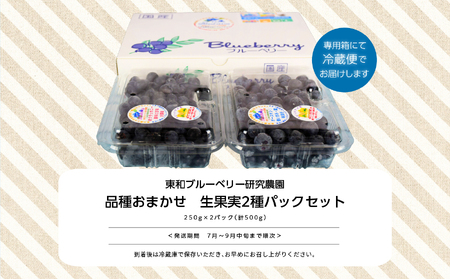 《2026年7月以降順次発送》ブルーベリー果実500g（品種おまかせ）ブルーベリー フルーツ【東和ブルーベリー研究農園】