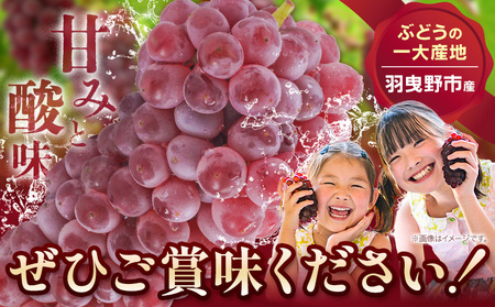 デラウェア 厳選デラウェア 約1.5kg