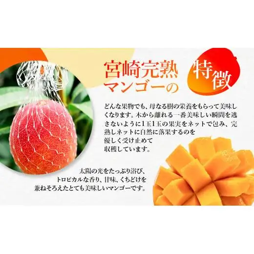 【お中元ギフト】鉢植栽培 西都産完熟マンゴー 2L×2個 宮崎県西都産 サムライファーム＜24-1a＞宮崎マンゴー 果物 フルーツ 甘い