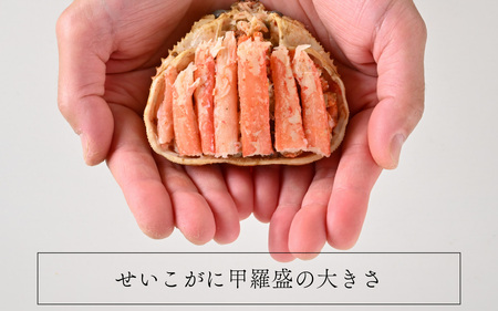 【先行予約】すぐに食べられる！老舗カニ料理専門店の「せいこがに甲羅盛」１個(１００g前後)【2026年11月中旬より順次発送】 [A-085044] / せいこがに