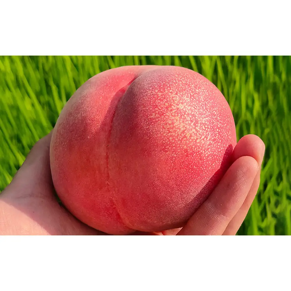 長野市産桃「なつっこ」約3kg(8~10個） | 桃