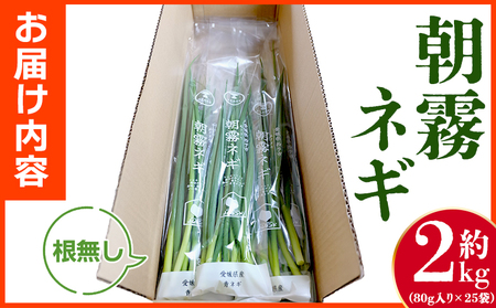 ＜愛媛県西予市産 朝霧ネギ 約2kg（80g入り×25袋）＞ 根無し 西予市産 愛媛県産 国産 野菜 やさい 青葱 青ネギ 青ねぎ 葉ネギ 葱 ねぎ 特産品 株式会社ノムランド 愛媛県 西予市【冷蔵】『1か月以内に順次出荷予定』NNM0001